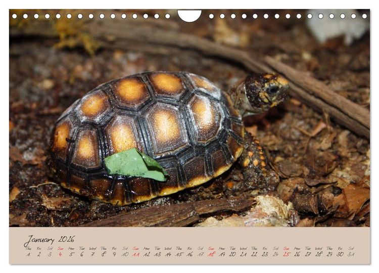 Produktbild: Turtles and Tortoise / UK-Version (Wall Calendar 2026 DIN A4 landscape), CALVENDO 12 Month Wall Calendar