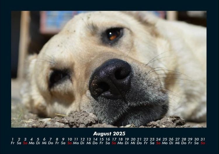 Produktbild: Hunde 2025 Fotokalender DIN A4