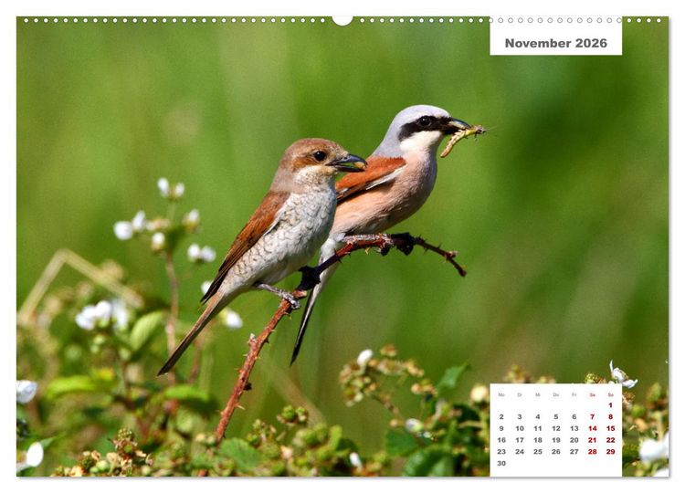 Produktbild: Zwei Tierfotografen Zw&ouml;lf Highlights (Wandkalender 2026 DIN A2 quer), CALVENDO Monatskalender