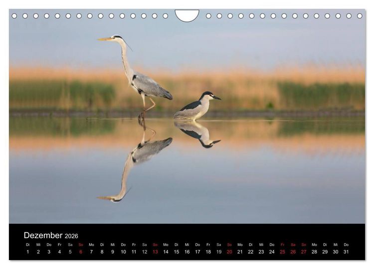 Produktbild: Reiher - Der Tanz auf dem Wasser (Wandkalender 2026 DIN A4 quer), CALVENDO Monatskalender