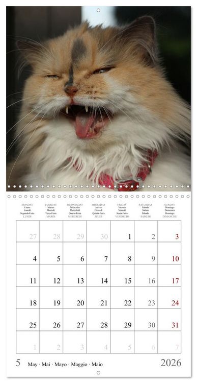 Produktbild: F&eacute;lins au fil des mois (Calendrier mural carr&eacute; 2026 30x30 cm) Calendrier double avec une page pour vos prises de notes