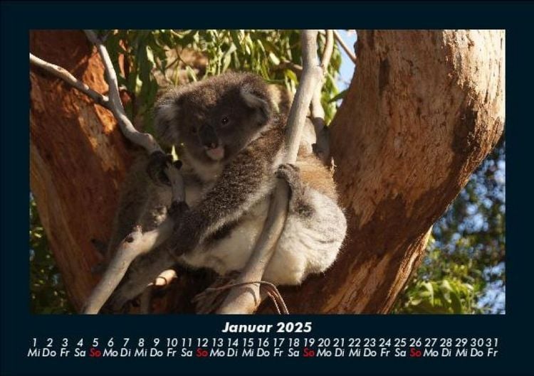 Produktbild: Koala 2025 Fotokalender DIN A5