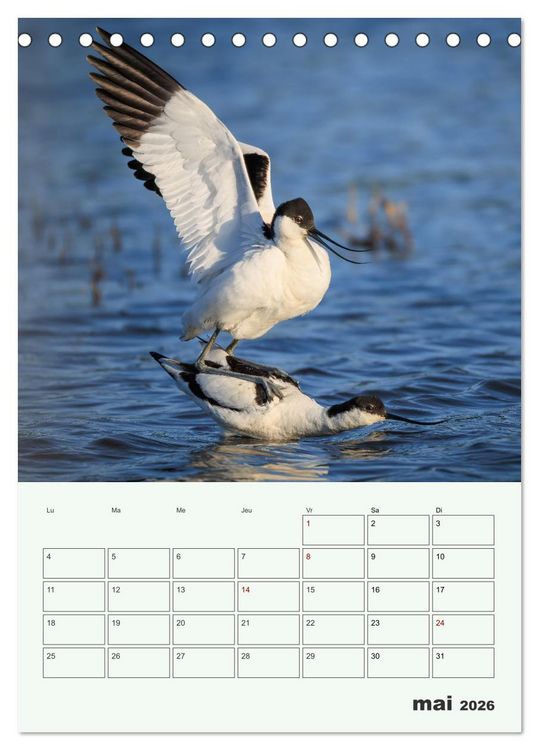 Produktbild: Voyage ornithologique (Calendrier de bureau 2026 DIN A5 horizontal), CALVENDO calendrier mensuel