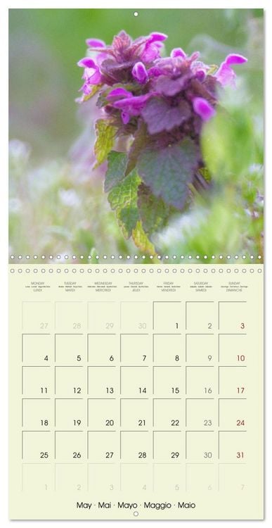 Produktbild: Flowers from dreamland (Wall Calendar 2026 12 &times; 12 Inch) CALVENDO 12 Month Wall Calendar