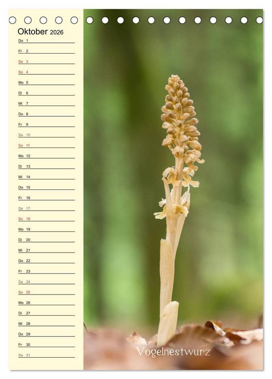 Produktbild: Wildwachsende Orchideen in Bayern (Tischkalender 2026 DIN A5 hoch), CALVENDO Monatskalender