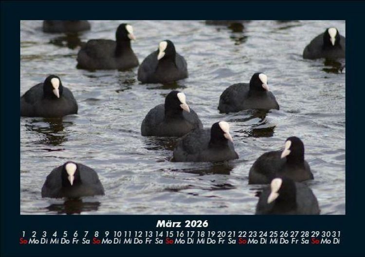 Produktbild: Vogelparadies 2026 Fotokalender DIN A5