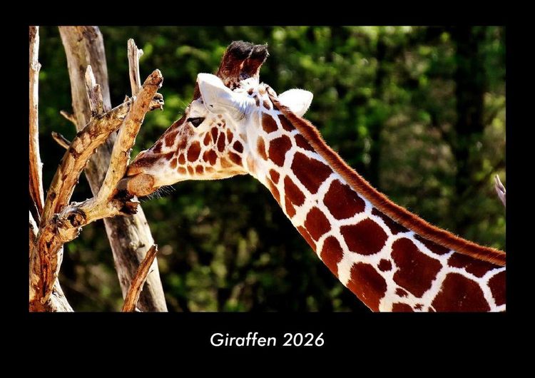 Produktbild: Giraffen 2026 Fotokalender DIN A3