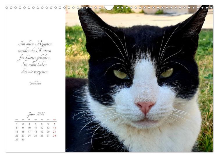 Produktbild: Catlovers - Ein Jahr voller Samtpfoten und charmanten Weisheiten (Wandkalender 2026 DIN A3 quer), CALVENDO Monatskalender