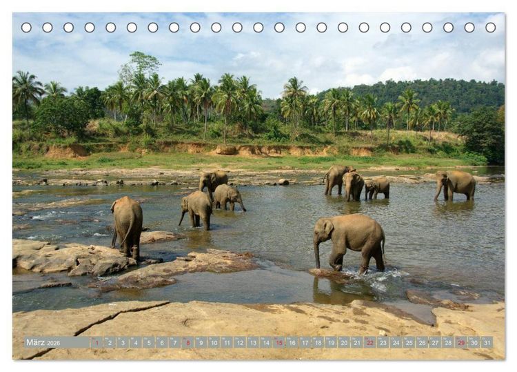 Produktbild: Asiatische und afrikanische Elefanten (Tischkalender 2026 DIN A5 quer), CALVENDO Monatskalender