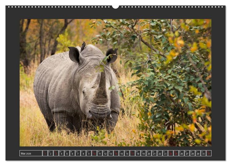 Produktbild: Das Wei&szlig;e Nashorn (Wandkalender 2026 DIN A2 quer), CALVENDO Monatskalender
