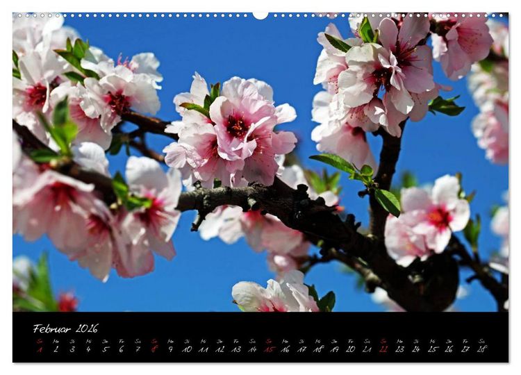 Produktbild: Flower (Wandkalender 2026 DIN A2 quer), CALVENDO Monatskalender