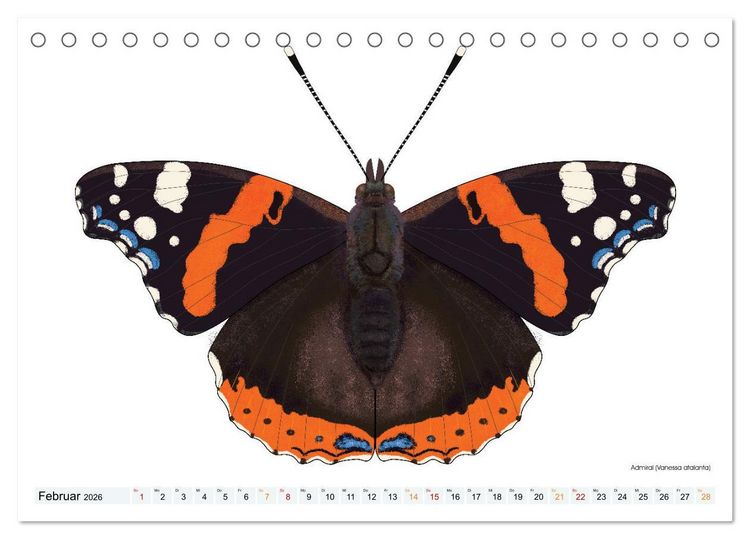 Produktbild: Schmetterlinge illustriert (Tischkalender 2026 DIN A5 quer), CALVENDO Monatskalender