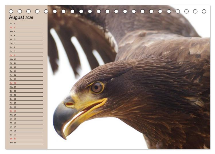 Produktbild: Der Steinadler. Majest&auml;tischer Greifvogel (Tischkalender 2026 DIN A5 quer), CALVENDO Monatskalender