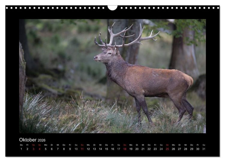 Produktbild: Wolf, Luchs und Co. - Tierbilder aus dem Bayerischen Wald (Wandkalender 2026 DIN A3 quer), CALVENDO Monatskalender