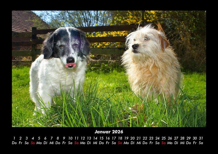 Produktbild: Hundezauber 2026 Fotokalender DIN A3