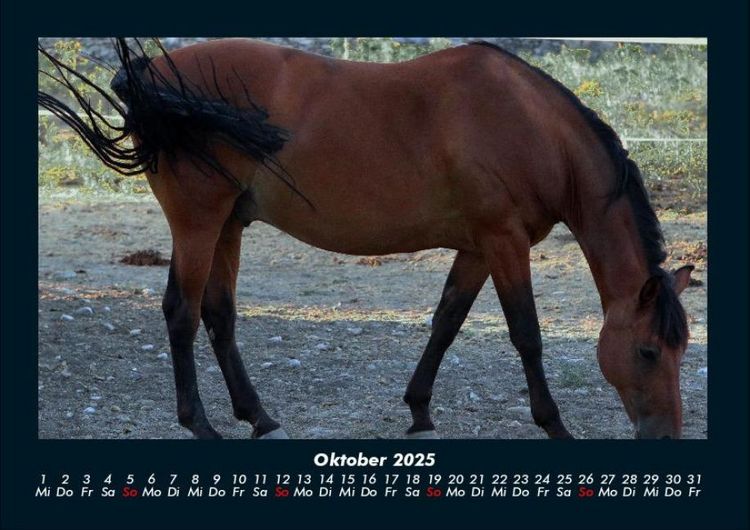 Produktbild: Pferde Kalender 2025 Fotokalender DIN A4