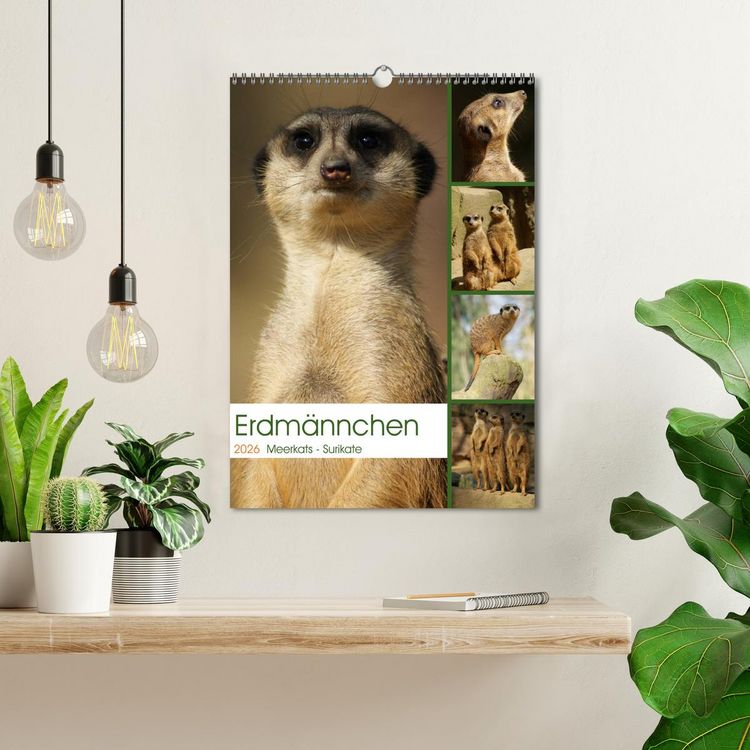 Produktbild: Erdm&auml;nnchen-Meerkats-Surikate (Wandkalender 2026 DIN A3 hoch), CALVENDO Monatskalender