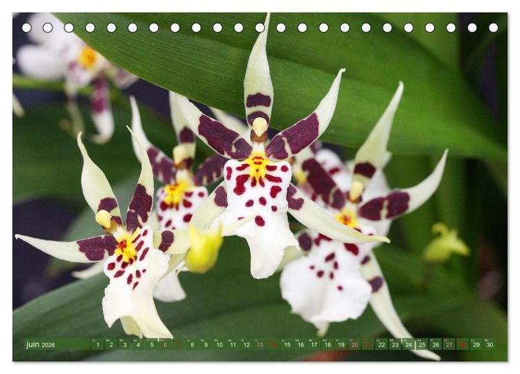 Produktbild: Orchid&eacute;es merveilleuses (Calendrier de bureau 2026 DIN A5 vertical), CALVENDO calendrier mensuel