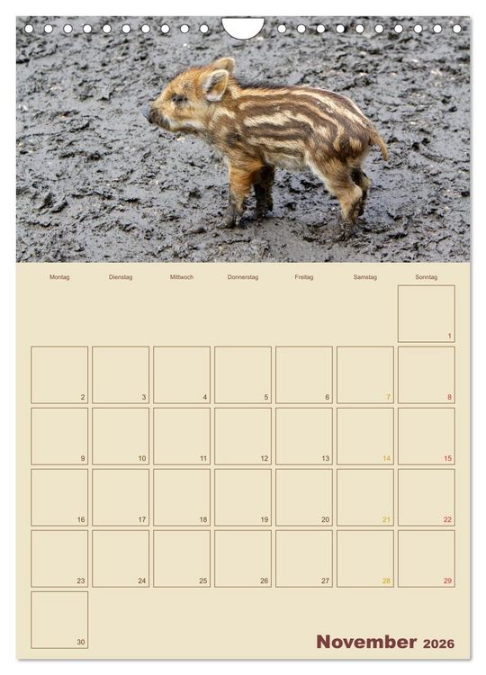 Produktbild: Wildschweine (Wandkalender 2026 DIN A4 hoch), CALVENDO Monatskalender