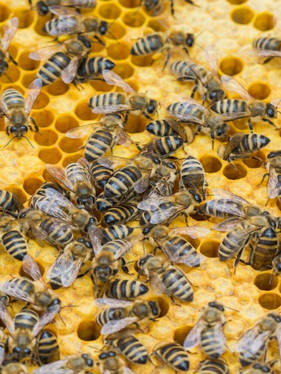 Produktbild: CALVENDO Puzzle Bienenbrut wird produziert | 1000 Teile Lege-Gr&ouml;&szlig;e 64x48cm Foto-Puzzle f&uuml;r gl&uuml;ckliche Stunden