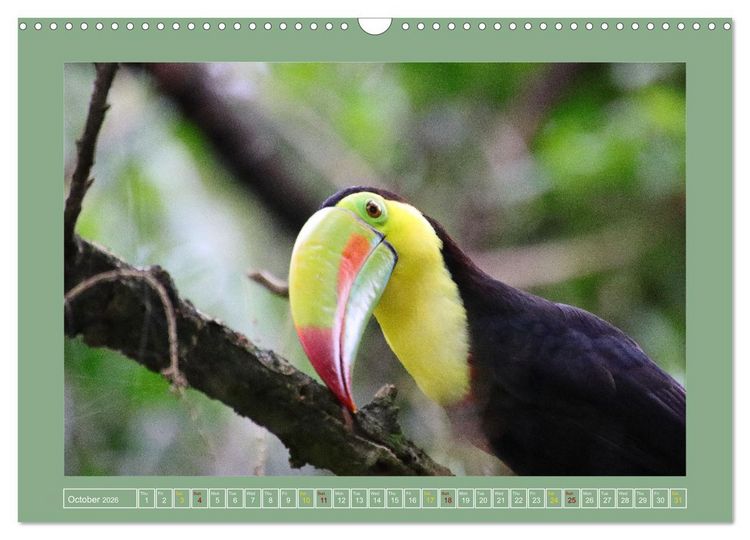 Produktbild: Some Costa Rican Birds (Wall Calendar 2026 DIN A3 landscape), CALVENDO 12 Month Wall Calendar