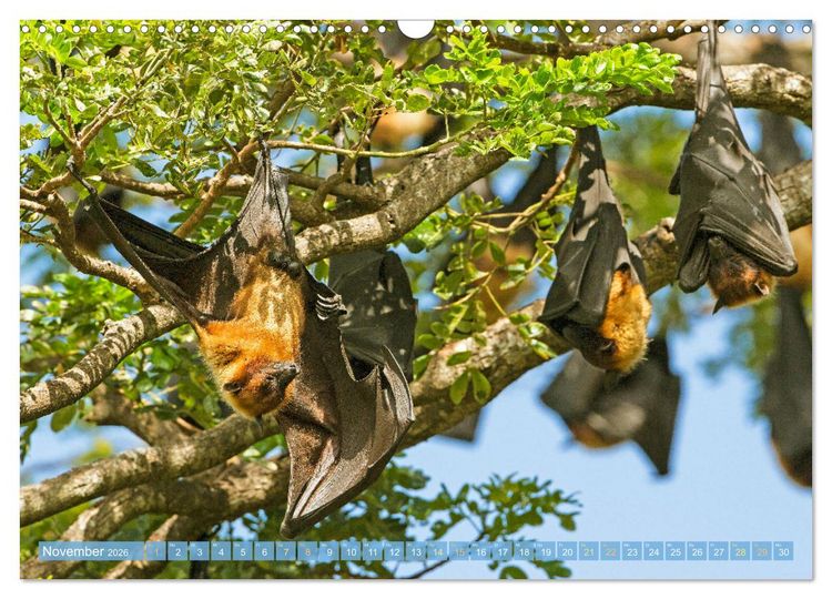 Produktbild: Flughunde: Vegetarische Drachenflieger (Wandkalender 2026 DIN A3 quer), CALVENDO Monatskalender