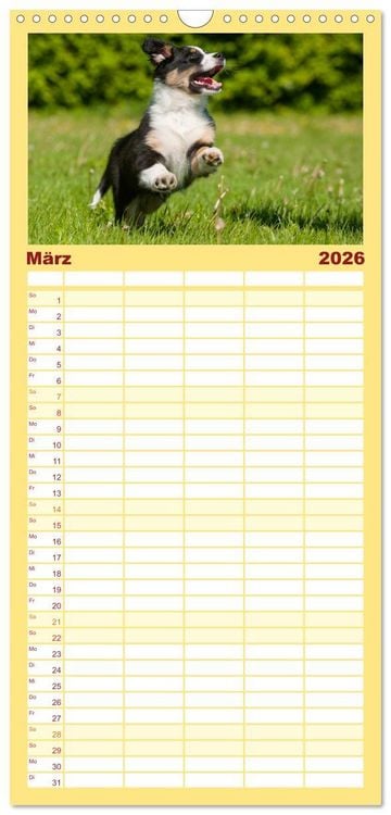 Produktbild: Familienplaner 2026 - Bekannt wie ein bunter Hund. Australian Shepherd mit 5 Spalten (Wandkalender, 21 x 45 cm) CALVENDO