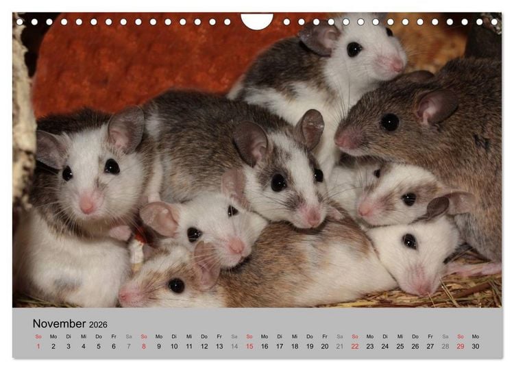 Produktbild: Mausebande (Wandkalender 2026 DIN A4 quer), CALVENDO Monatskalender