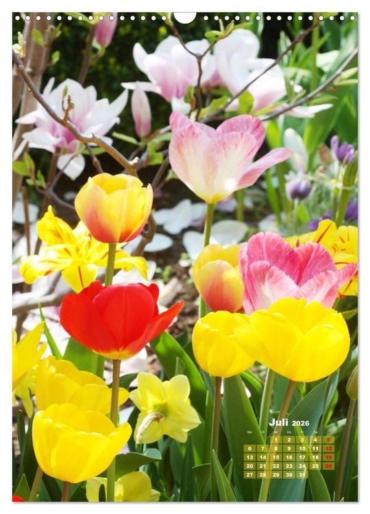 Produktbild: Ein buntes Tulpenjahr (Wandkalender 2026 DIN A3 hoch), CALVENDO Monatskalender