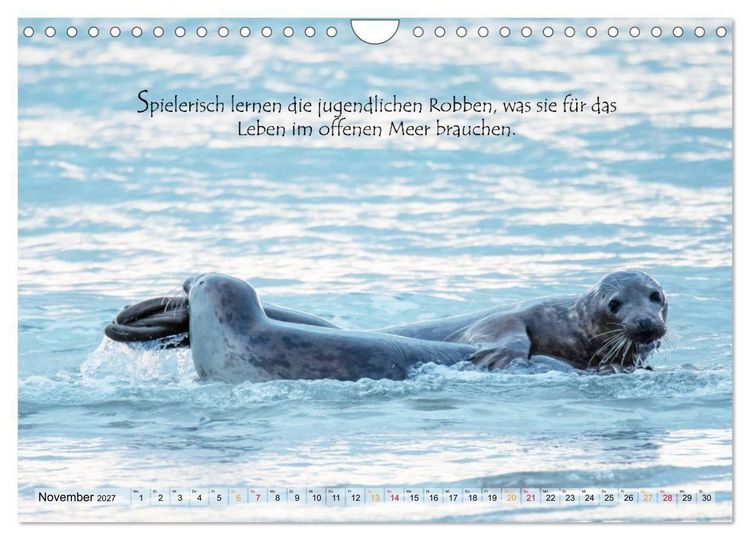 Produktbild: Kegelrobben auf der Insel D&uuml;ne (Wandkalender 2027 DIN A4 quer), CALVENDO Monatskalender