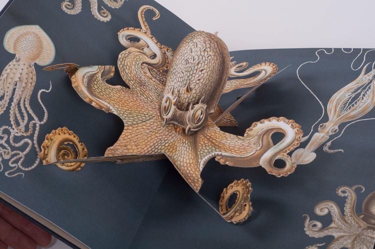 Produktbild: Wunderwesen aus der Tiefe. Ernst Haeckel
