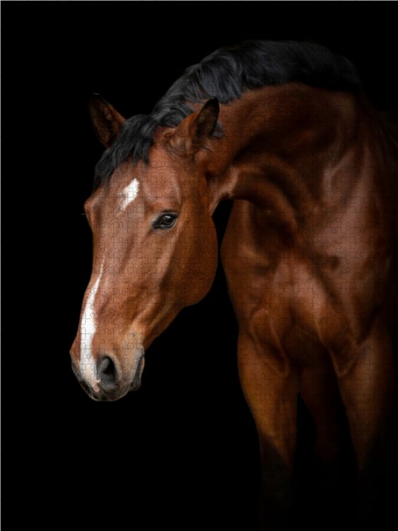 Produktbild: CALVENDO Puzzle W&uuml;rtemberger Warmblut 1000 Teile Lege-Gr&ouml;&szlig;e 48 x 64 cm Foto-Puzzle Bild von Paula M&uuml;ller