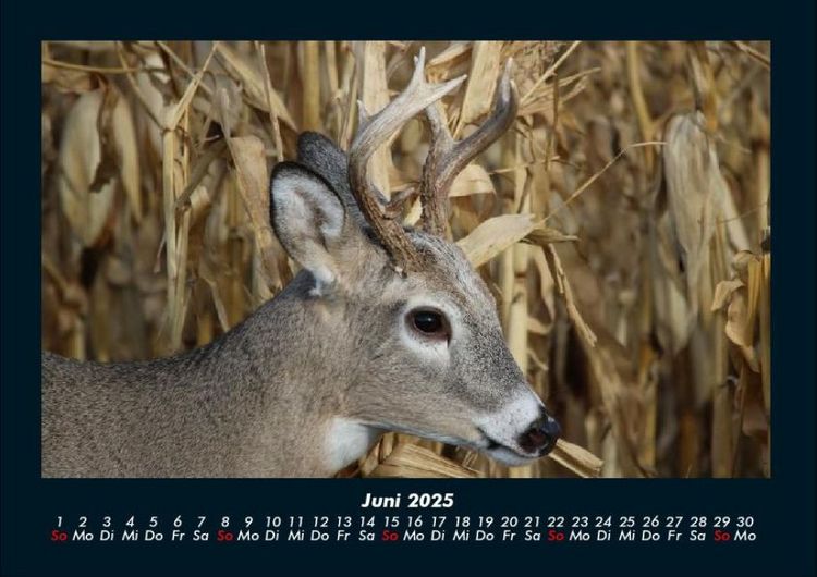 Produktbild: Welt der Tiere 2025 Fotokalender DIN A4