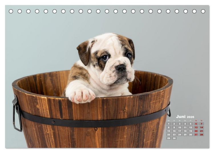 Produktbild: Old English Bulldog Welpen (Tischkalender 2026 DIN A5 quer), CALVENDO Monatskalender