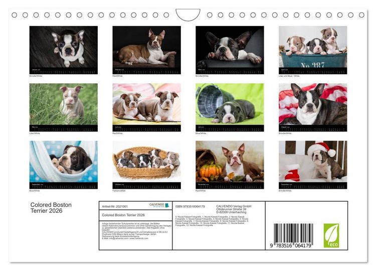 Produktbild: Colored Boston Terrier 2026 (Wandkalender 2026 DIN A4 quer), CALVENDO Monatskalender