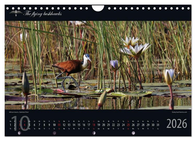 Produktbild: Botswana Blickwinkel 2026 (Wandkalender 2026 DIN A4 quer), CALVENDO Monatskalender