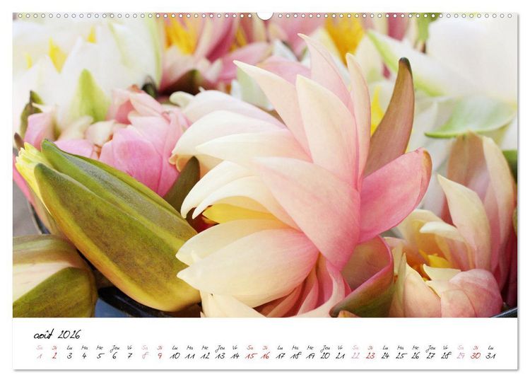 Produktbild: N&eacute;nuphars enchanteurs (Calendrier mural 2026 DIN A2 vertical), CALVENDO calendrier mensuel