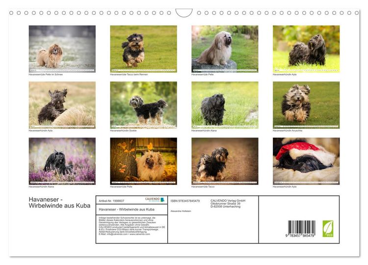 Produktbild: Havaneser - Wirbelwinde aus Kuba (Wandkalender 2026 DIN A3 quer), CALVENDO Monatskalender