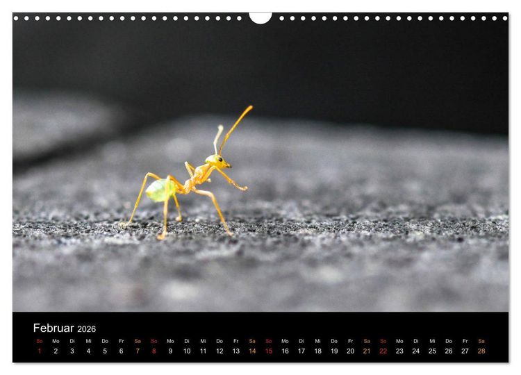 Produktbild: Australien, tierischer Kontinent (Wandkalender 2026 DIN A3 quer), CALVENDO Monatskalender