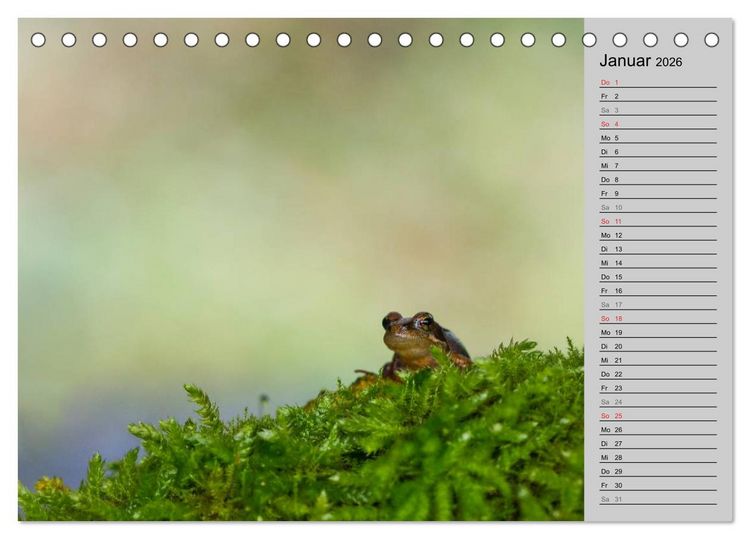 Produktbild: Salamander und Co. (Tischkalender 2026 DIN A5 quer), CALVENDO Monatskalender