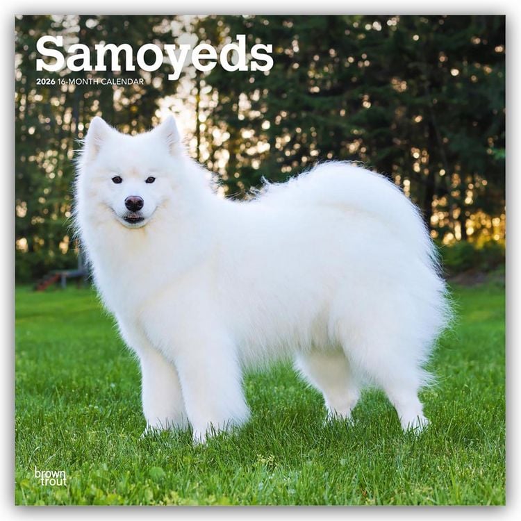 Produktbild: Samoyeds – Samojede 2026 – 16-Monatskalender