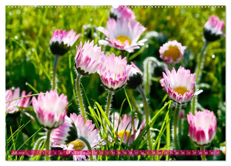 Produktbild: Auf Augenh&ouml;he mit G&auml;nsebl&uuml;mchen (hochwertiger Premium Wandkalender 2026 DIN A2 quer), Kunstdruck in Hochglanz