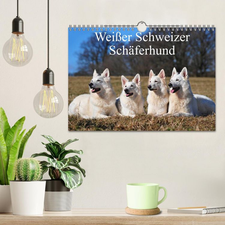 Produktbild: Wei&szlig;er Schweizer Sch&auml;ferhund (Wandkalender 2026 DIN A4 quer), CALVENDO Monatskalender