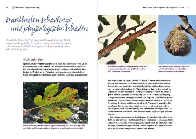 Produktbild: Feigen aus dem eigenen Garten