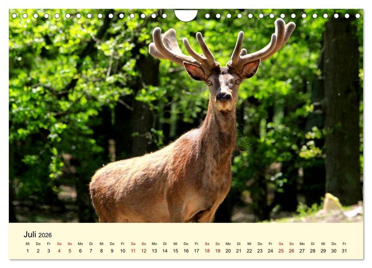 Produktbild: Der Rothirsch - Der K&ouml;nig in unseren W&auml;ldern (Wandkalender 2026 DIN A4 quer), CALVENDO Monatskalender