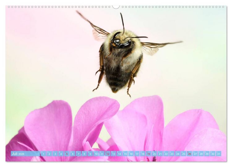 Produktbild: Sechs Beine in der Luft - Wildbienen im Flug (hochwertiger Premium Wandkalender 2026 DIN A2 quer), Kunstdruck in Hochglanz
