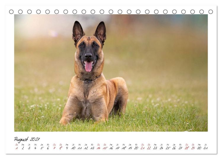 Produktbild: Malinois - Seelen aus Feuer (Tischkalender 2027 DIN A5 quer), CALVENDO Monatskalender