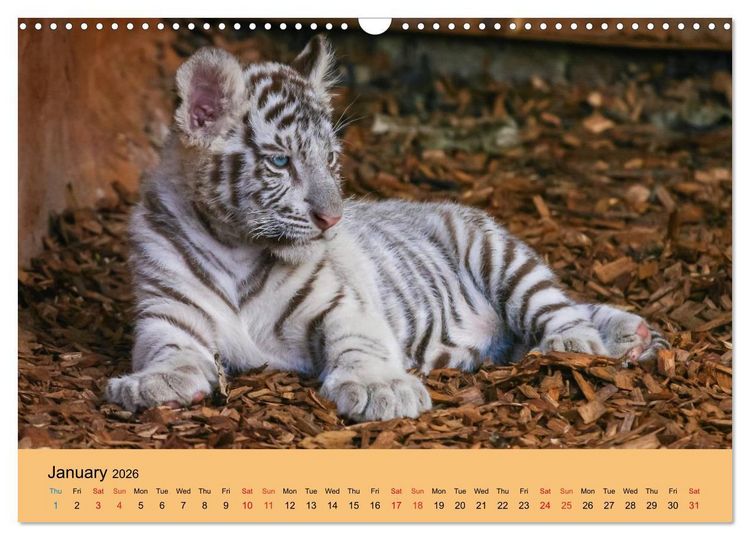 Produktbild: Just Bengal Tigers (Wall Calendar 2026 DIN A3 landscape), CALVENDO 12 Month Wall Calendar