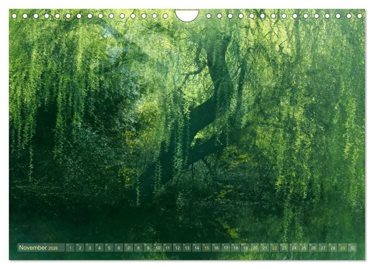Produktbild: Vielfalt der B&auml;ume - variety of trees (Wandkalender 2026 DIN A4 quer), CALVENDO Monatskalender