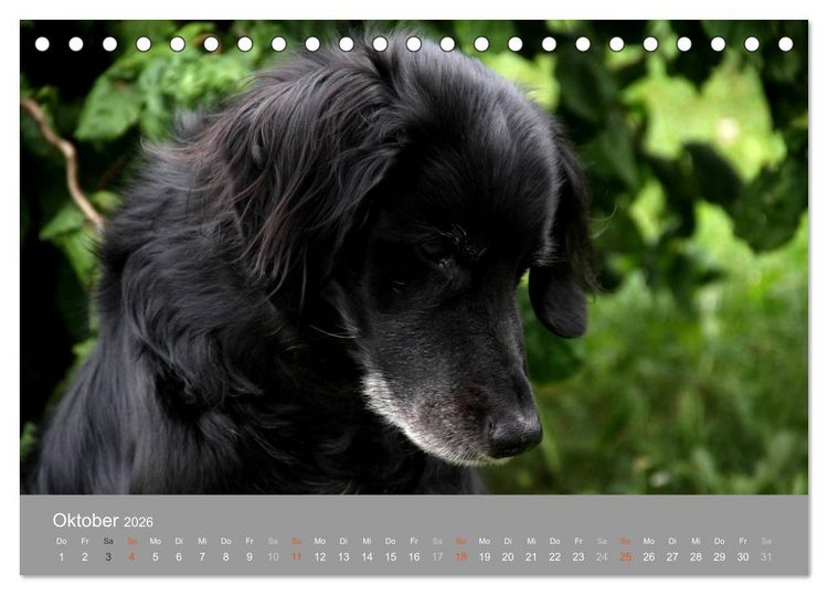 Produktbild: Graue Schnuten - Hunde in den besten Jahren (Tischkalender 2026 DIN A5 quer), CALVENDO Monatskalender